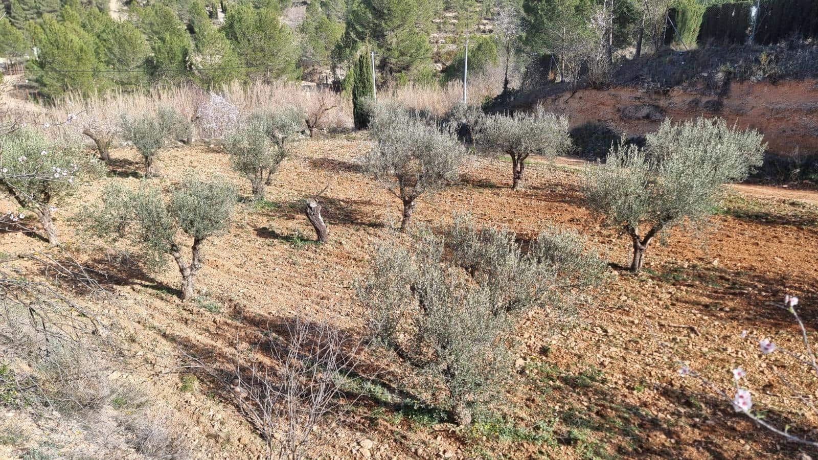 Undeveloped Land for sale in Bullas - € 140,000 (Ref: 10011476)