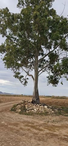 Grunde uden byggetilladelser til salg i Sucina, Murcia by - € 880.000 (Ref: 9738507)