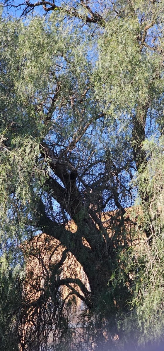 6 makuuhuone Maalaistalo myytävänä paikassa Santa Ana - 495 000 € (Ref: 9751964)