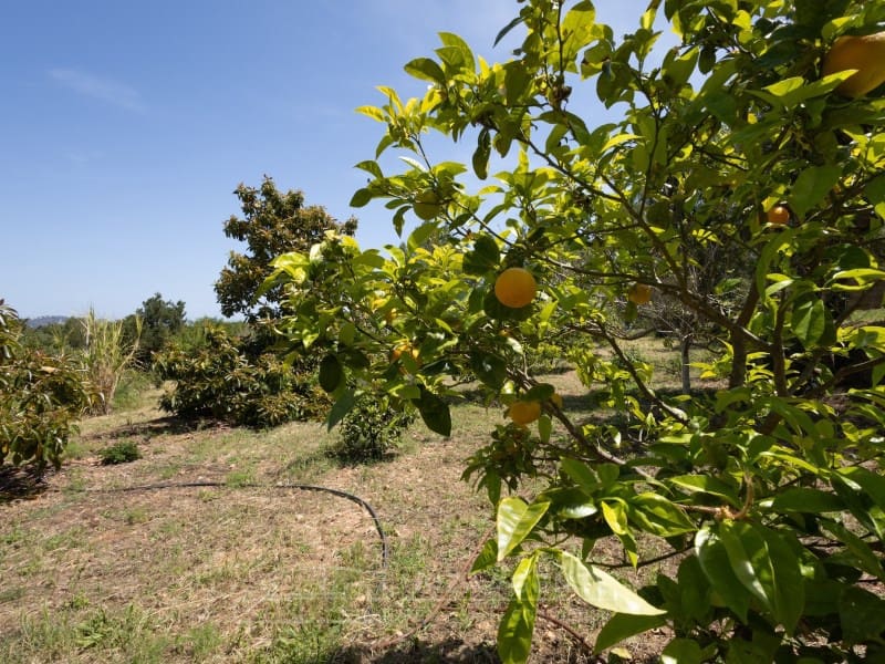 4 soveværelse Finca/Landehus til salg i Sant Carles de Peralta - € 2.950.000 (Ref: 9824915)