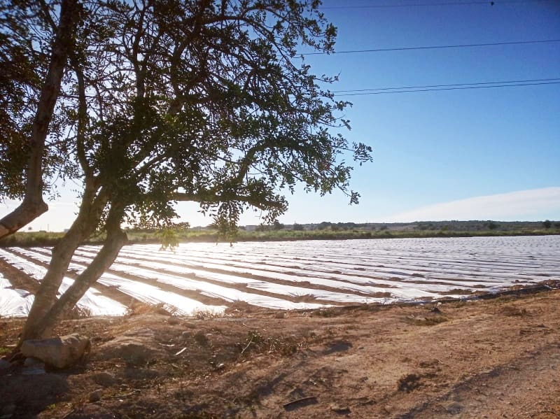 Byggetomt til salgs i La Marina - € 89 000 (Ref: 4919264)