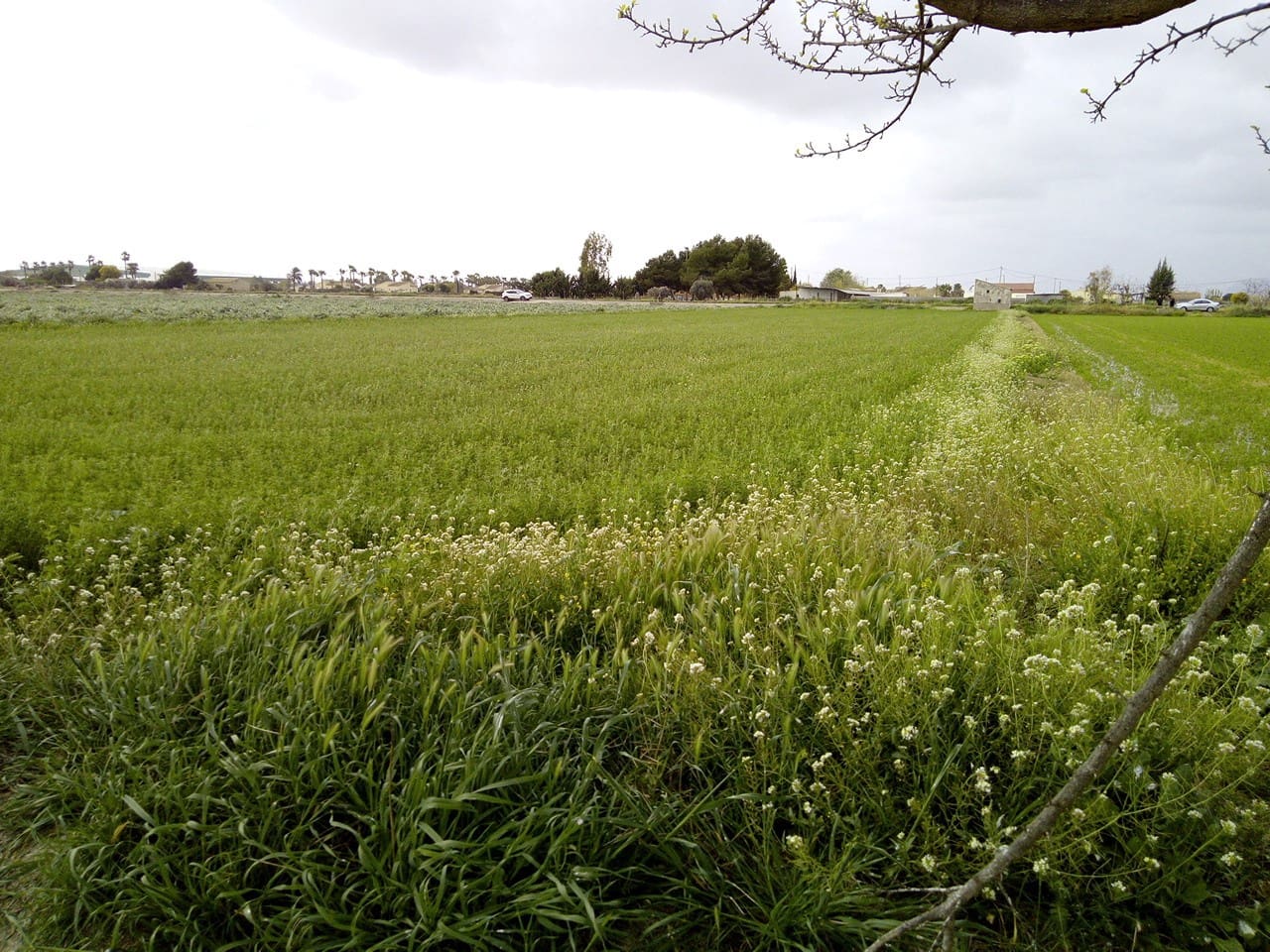 Byggetomt til salgs i Dolores - € 98 000 (Ref: 6889474)