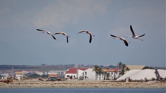 1 sypialnia Komercyjne na sprzedaż w La Marina - 145 000 € (Ref: 8197890)