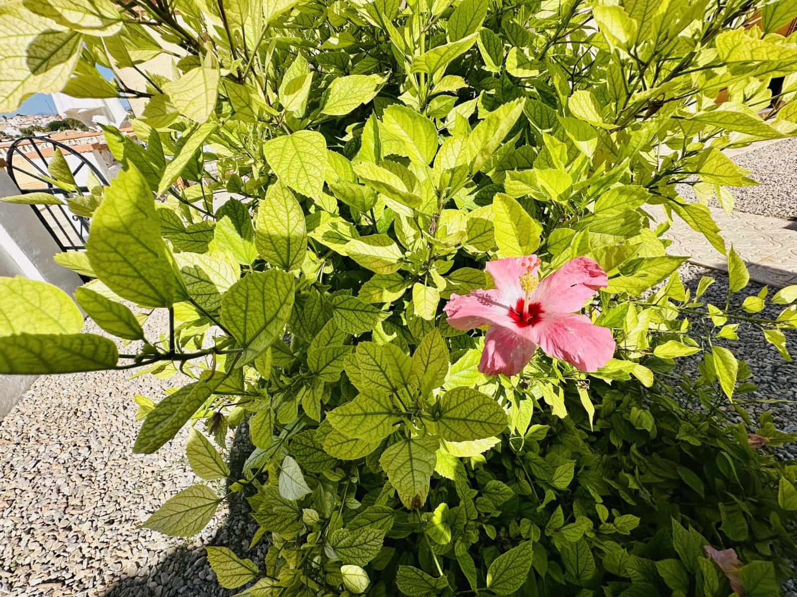 3 bedroom Villa for sale in La Marina with pool garage - € 330,000 (Ref: 9227906)