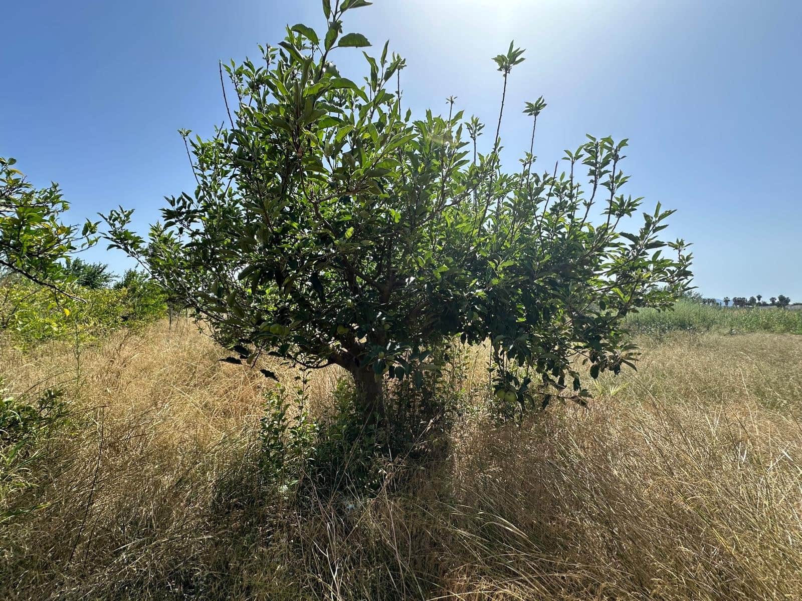 Building Plot for sale in San Fulgencio - € 65,000 (Ref: 9927906)