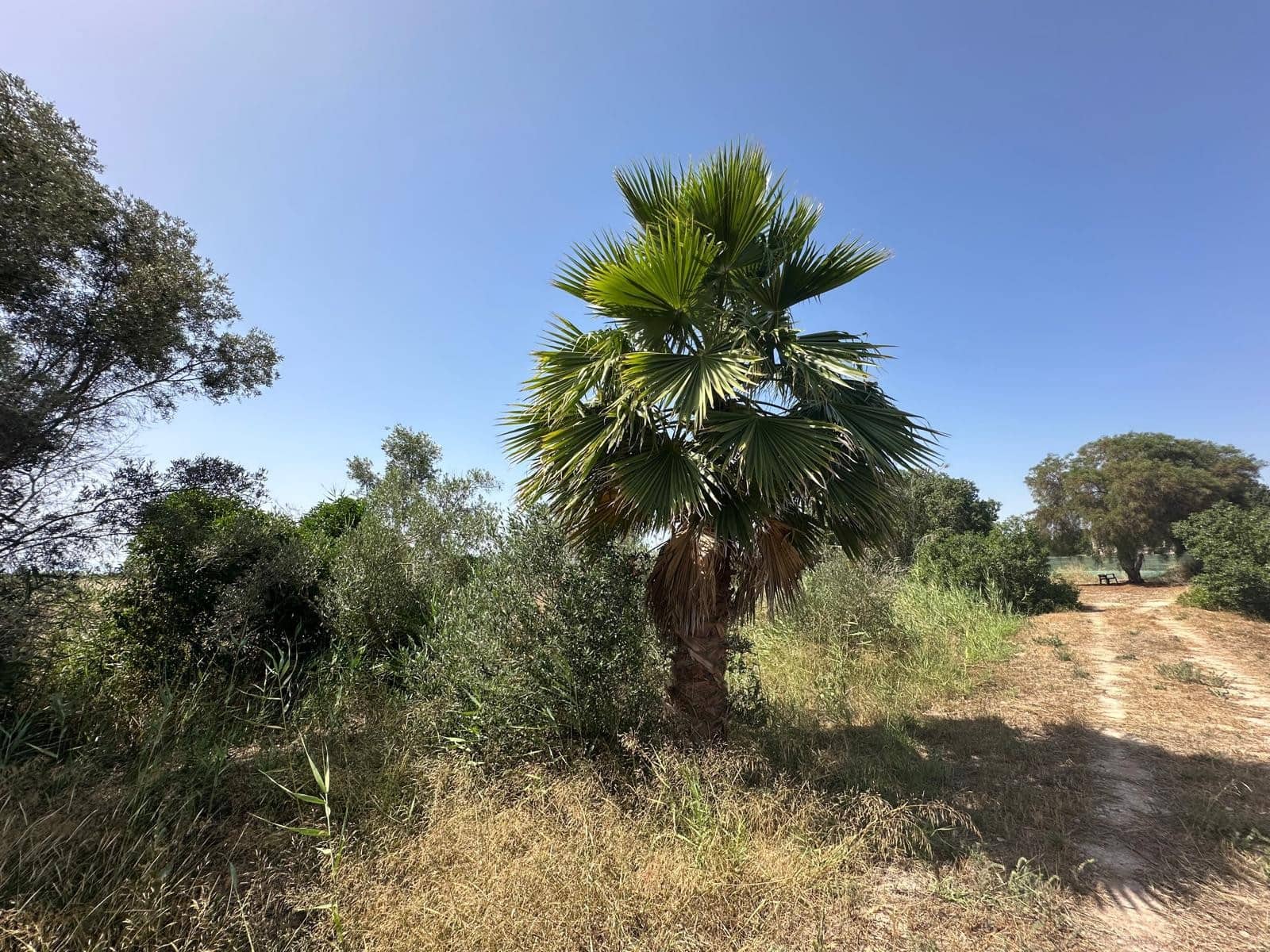 Building Plot for sale in San Fulgencio - € 65,000 (Ref: 9927906)