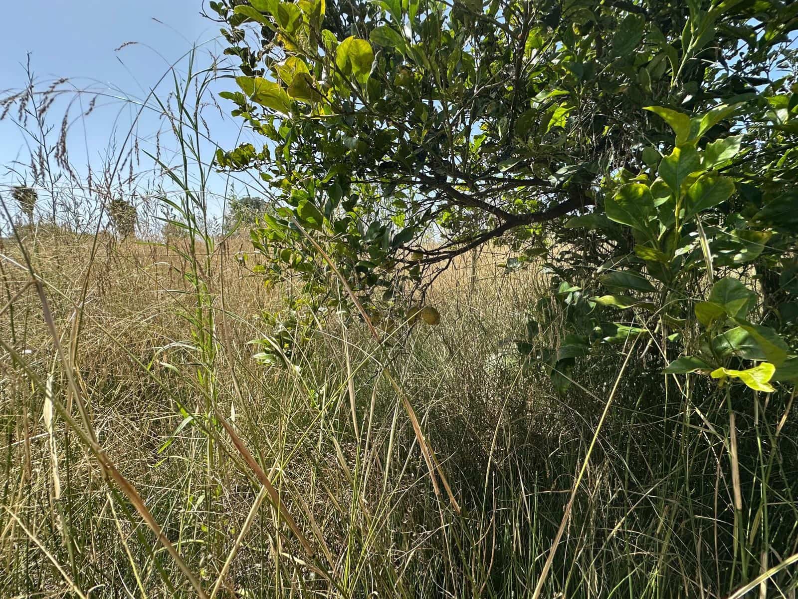 Building Plot for sale in San Fulgencio - € 65,000 (Ref: 9927906)