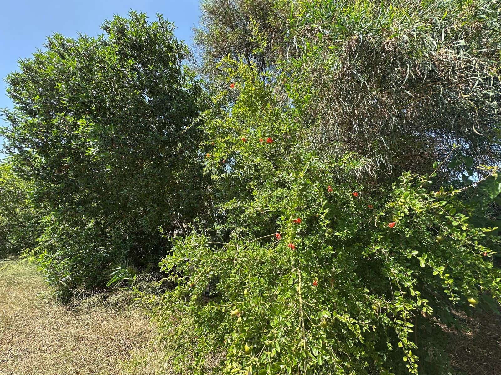 Building Plot for sale in San Fulgencio - € 65,000 (Ref: 9927906)