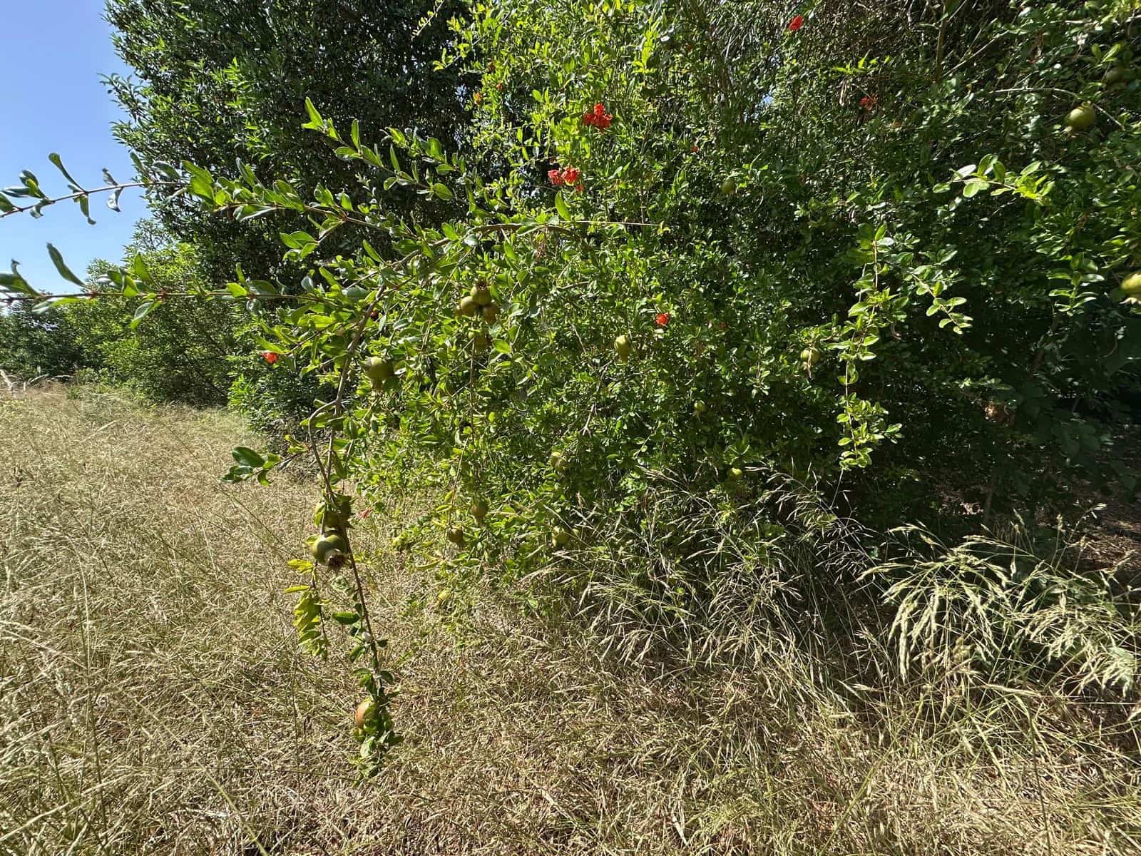 Building Plot for sale in San Fulgencio - € 65,000 (Ref: 9927906)