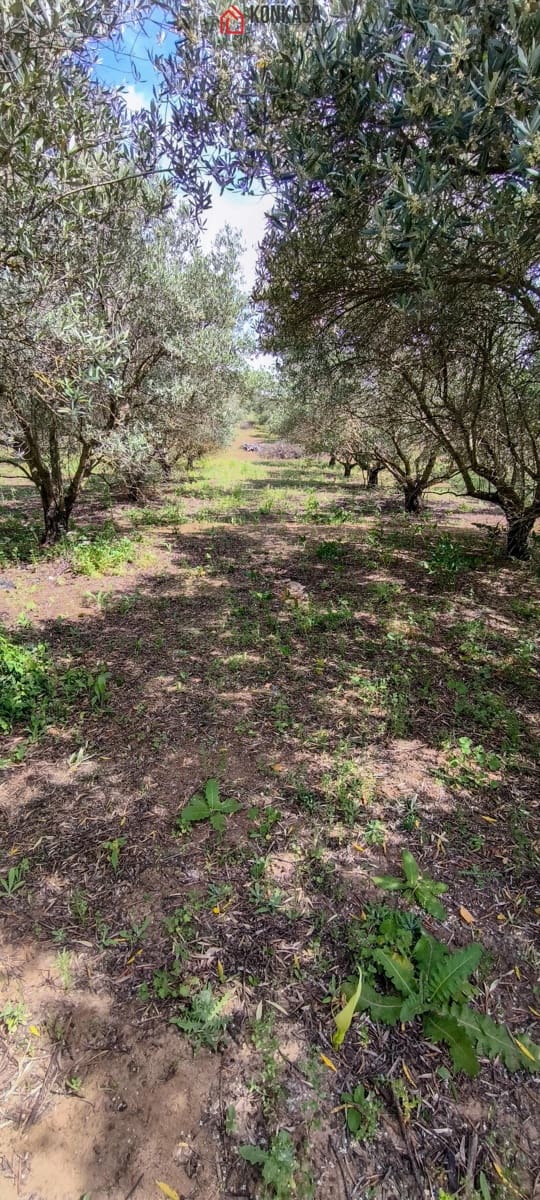 2 bedroom Finca/Country House for sale in Arcos de la Frontera - € 160,000 (Ref: 9446808)