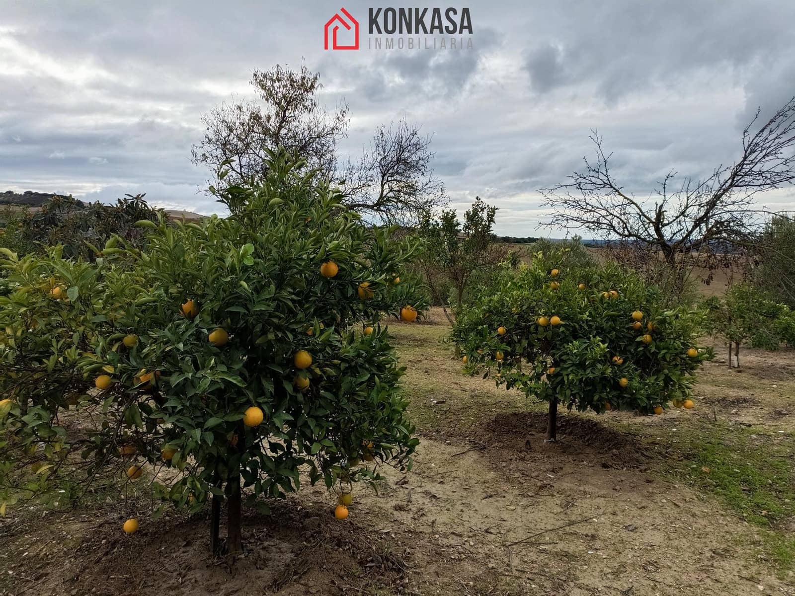 3 bedroom Finca/Country House for sale in Arcos de la Frontera - € 320,000 (Ref: 9446829)