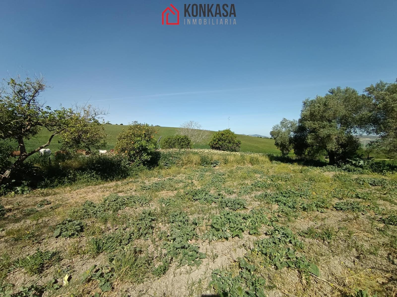 2 bedroom Finca/Country House for sale in Arcos de la Frontera - € 250,000 (Ref: 9446833)