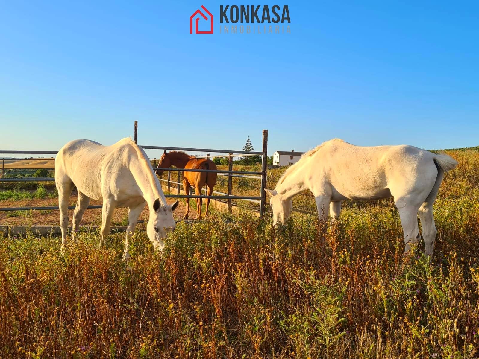 3 bedroom Finca/Country House for sale in Arcos de la Frontera - € 225,000 (Ref: 9446842)