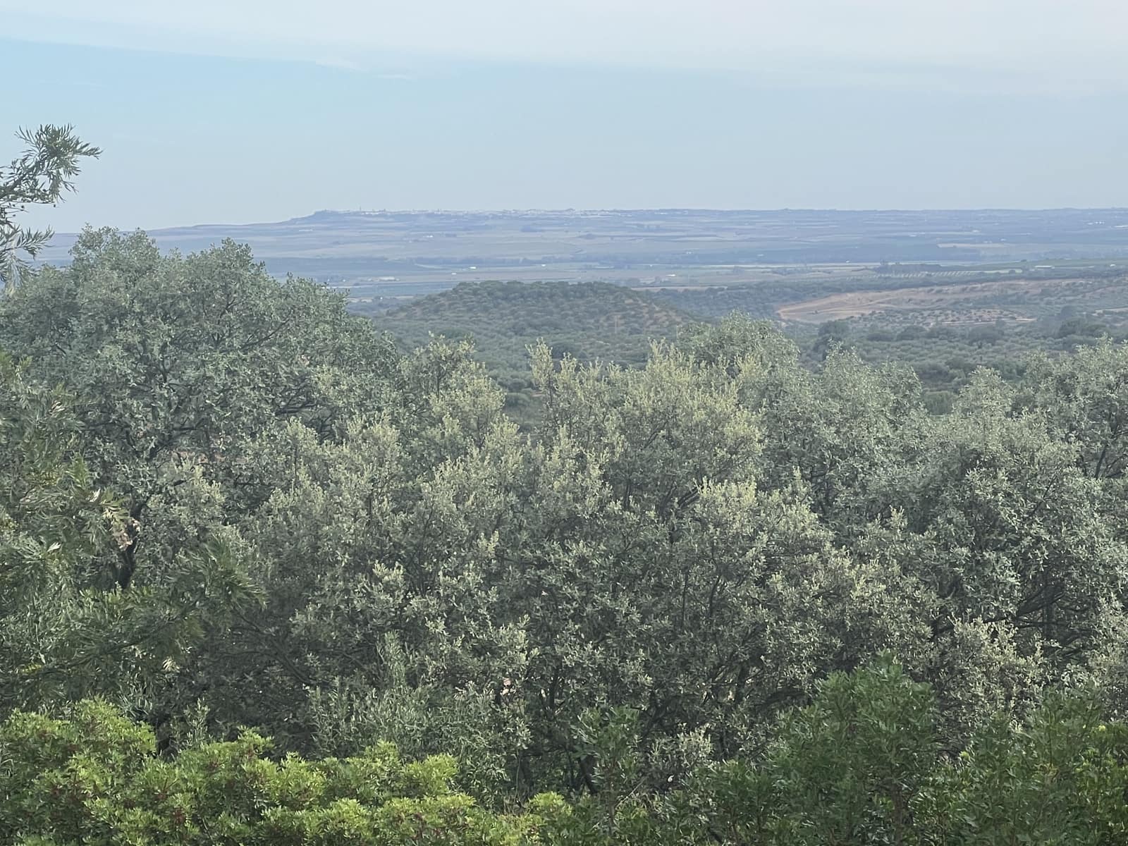 5 soveværelse Finca/Landehus til salg i Lora del Rio med swimmingpool garage - € 2.275.000 (Ref: 7667920)