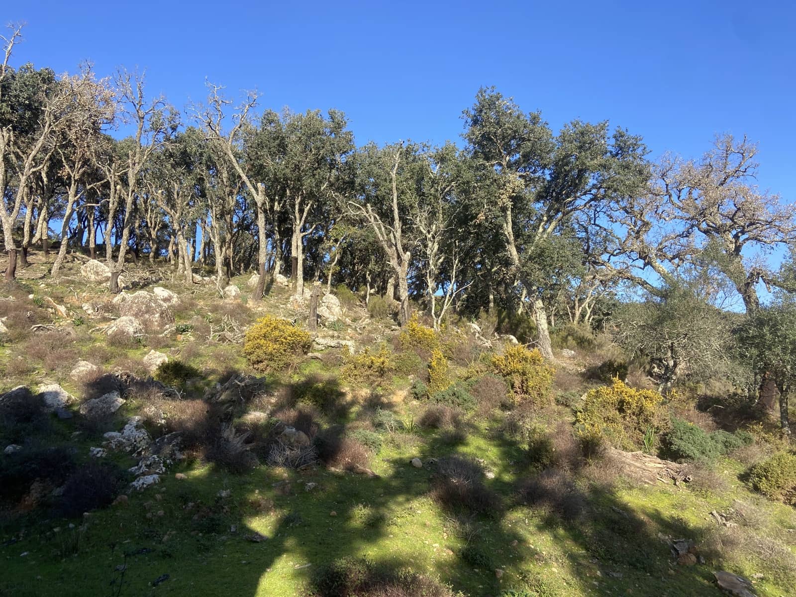 4 slaapkamer Finca/Landhuis te koop in Jimena de la Frontera - € 395.000 (Ref: 7977445)