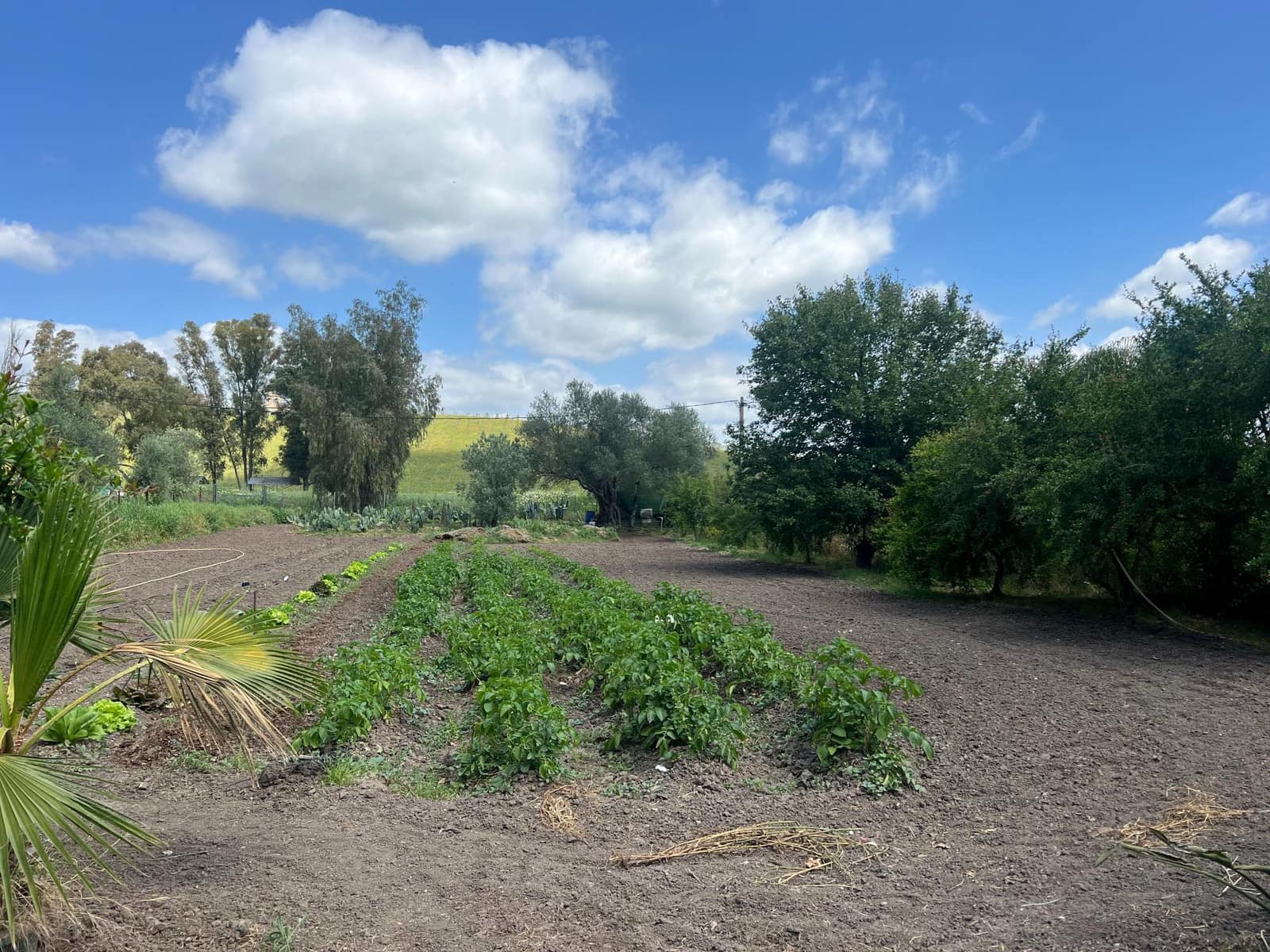 5 soveværelse Finca/Landehus til salg i Marchenilla - € 880.000 (Ref: 8460581)