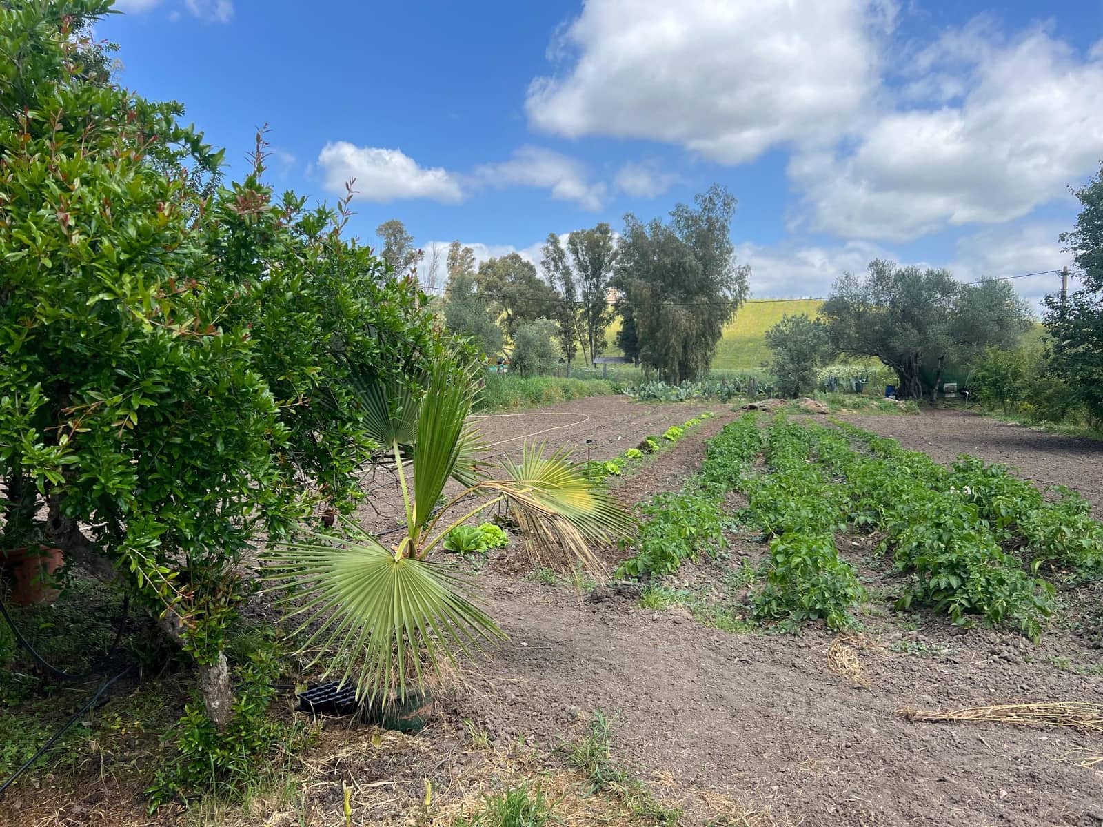 5 soveværelse Finca/Landehus til salg i Marchenilla - € 880.000 (Ref: 8460581)