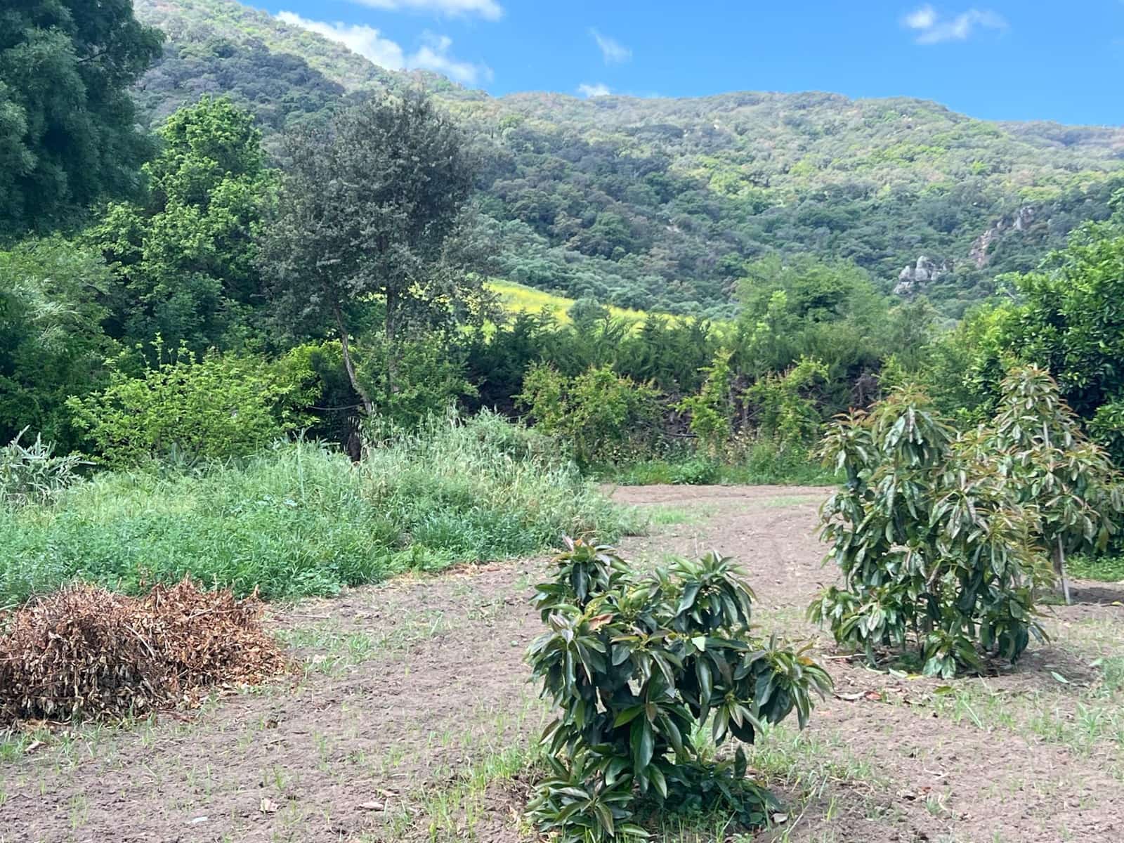 5 soveværelse Finca/Landehus til salg i Marchenilla - € 880.000 (Ref: 8460581)