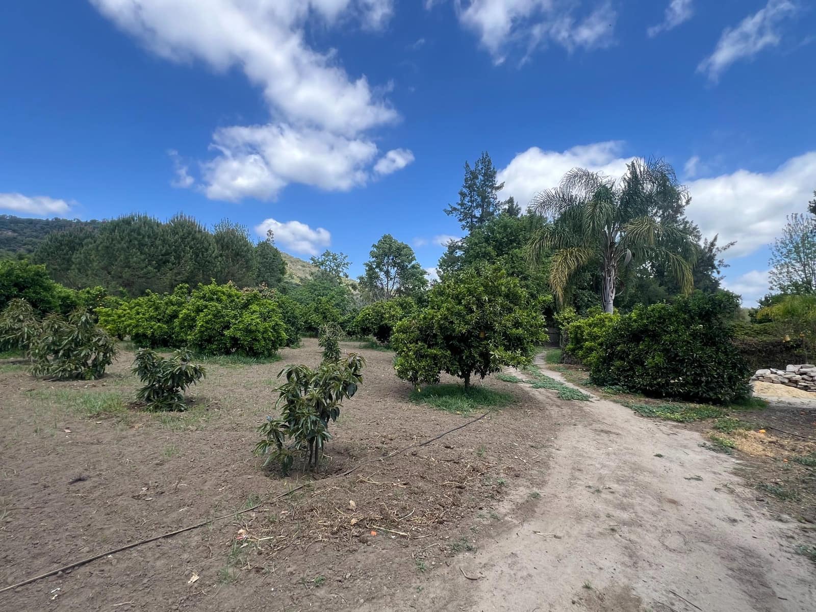 5 soveværelse Finca/Landehus til salg i Marchenilla - € 880.000 (Ref: 8460581)