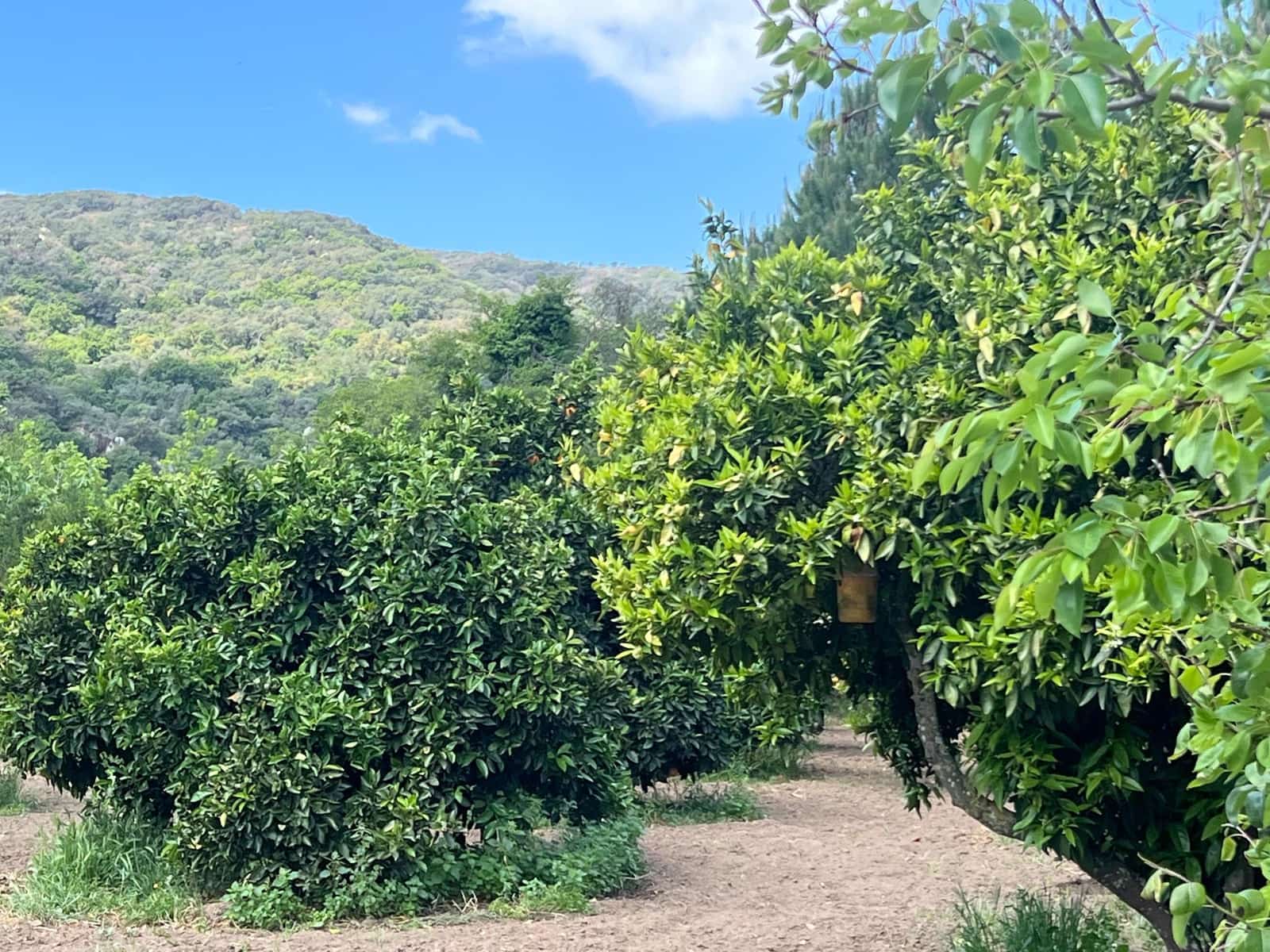 5 soveværelse Finca/Landehus til salg i Marchenilla - € 880.000 (Ref: 8460581)