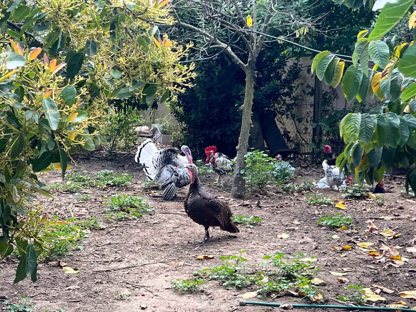 5 soveværelse Finca/Landehus til salg i Marchenilla - € 880.000 (Ref: 8460581)