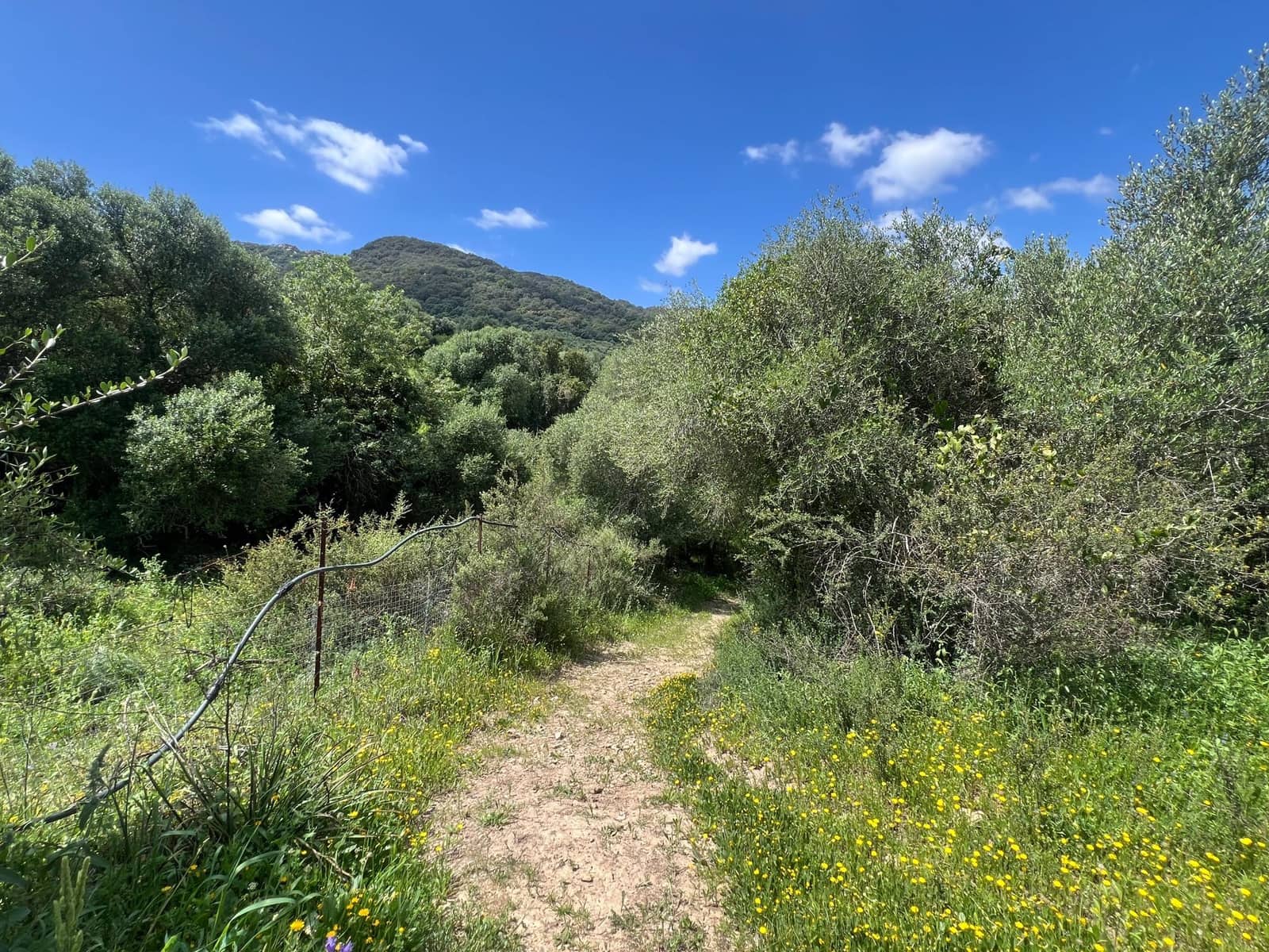 5 soveværelse Finca/Landehus til salg i Marchenilla - € 880.000 (Ref: 8460581)