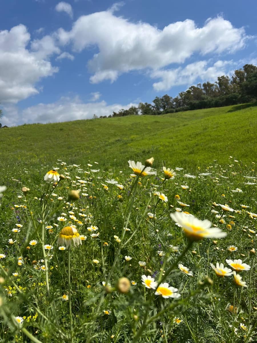 3 makuuhuone Maalaistalo myytävänä paikassa Jimena de la Frontera - 480 000 € (Ref: 8460585)