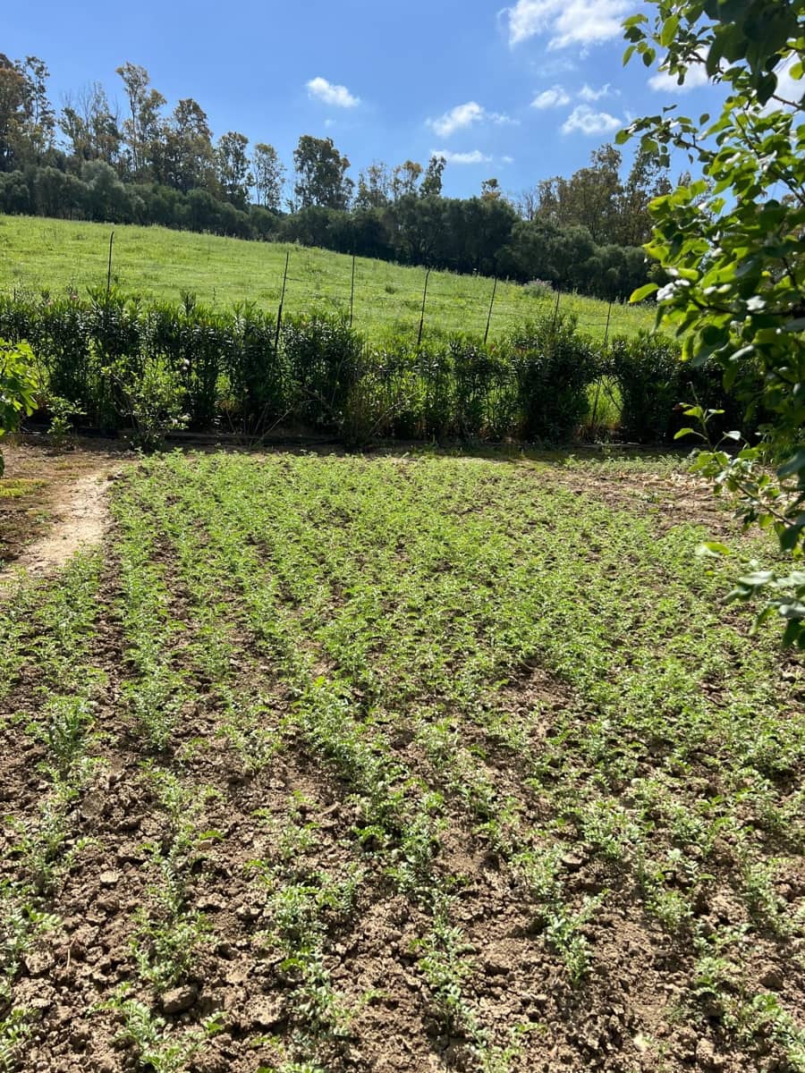 3 makuuhuone Maalaistalo myytävänä paikassa Jimena de la Frontera - 480 000 € (Ref: 8460585)