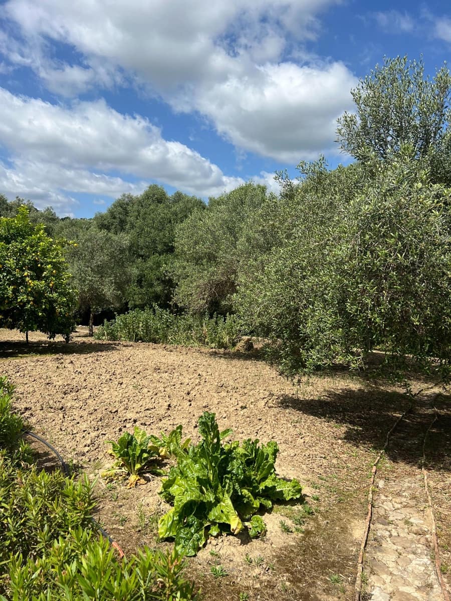 3 makuuhuone Maalaistalo myytävänä paikassa Jimena de la Frontera - 480 000 € (Ref: 8460585)