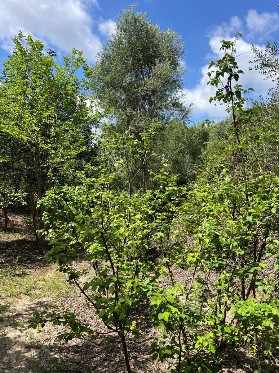 3 makuuhuone Maalaistalo myytävänä paikassa Jimena de la Frontera - 480 000 € (Ref: 8460585)