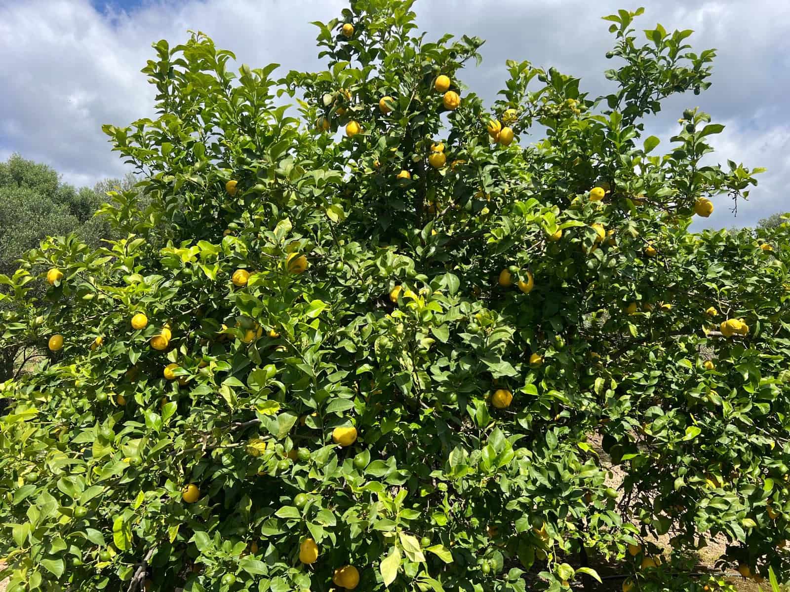 3 makuuhuone Maalaistalo myytävänä paikassa Jimena de la Frontera - 480 000 € (Ref: 8460585)