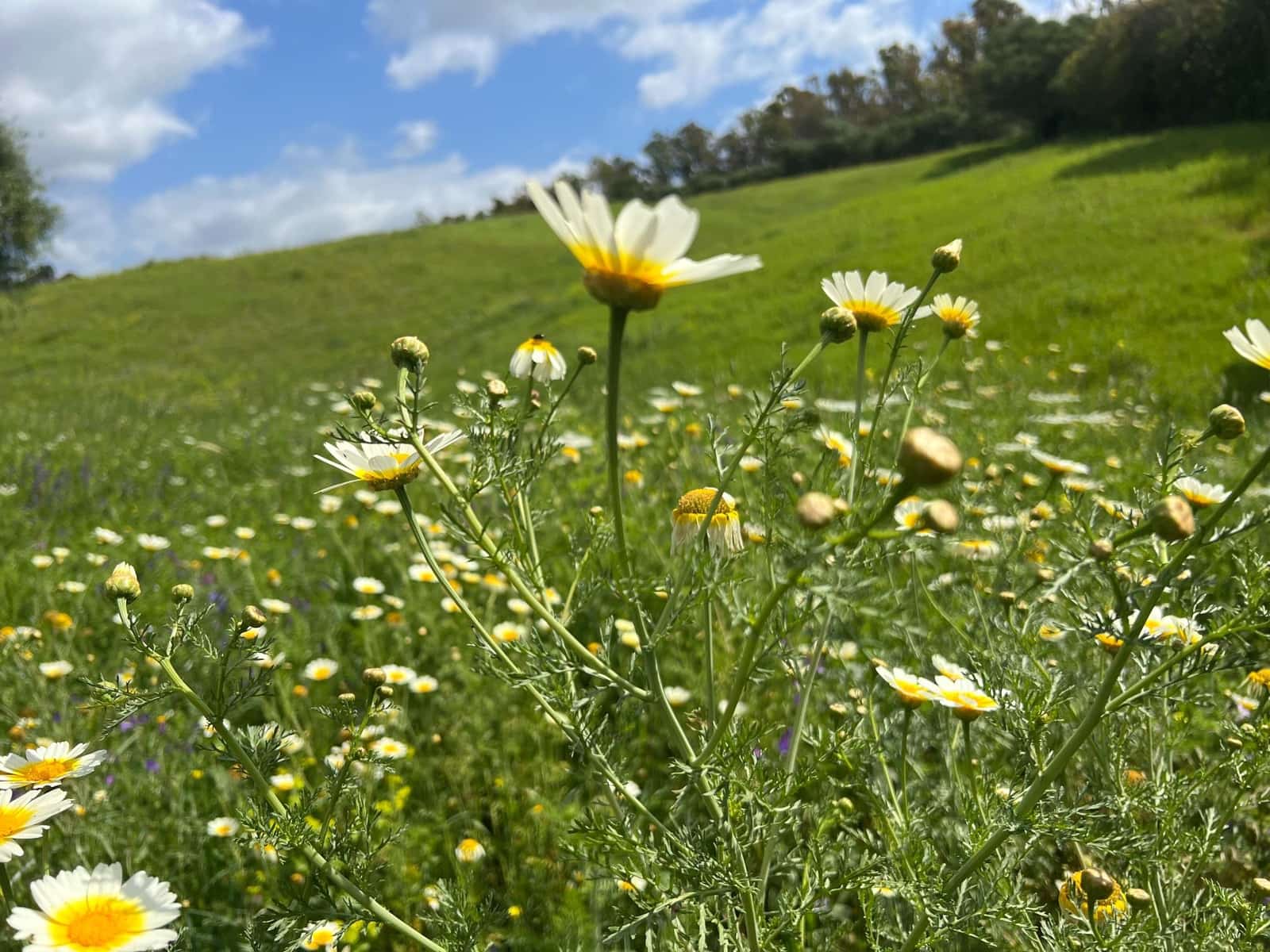 3 makuuhuone Maalaistalo myytävänä paikassa Jimena de la Frontera - 480 000 € (Ref: 8460585)