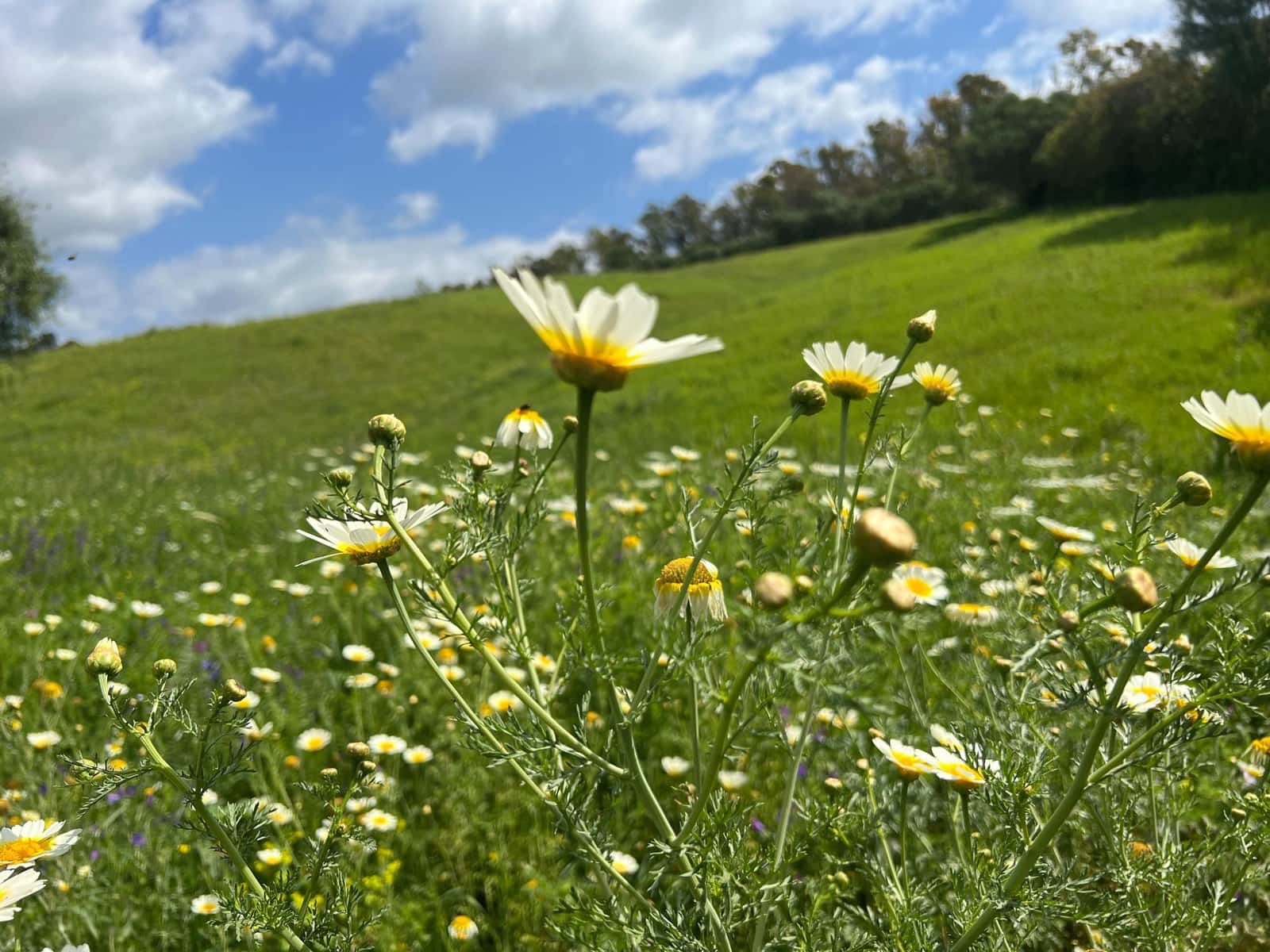 3 makuuhuone Maalaistalo myytävänä paikassa Jimena de la Frontera - 480 000 € (Ref: 8460585)