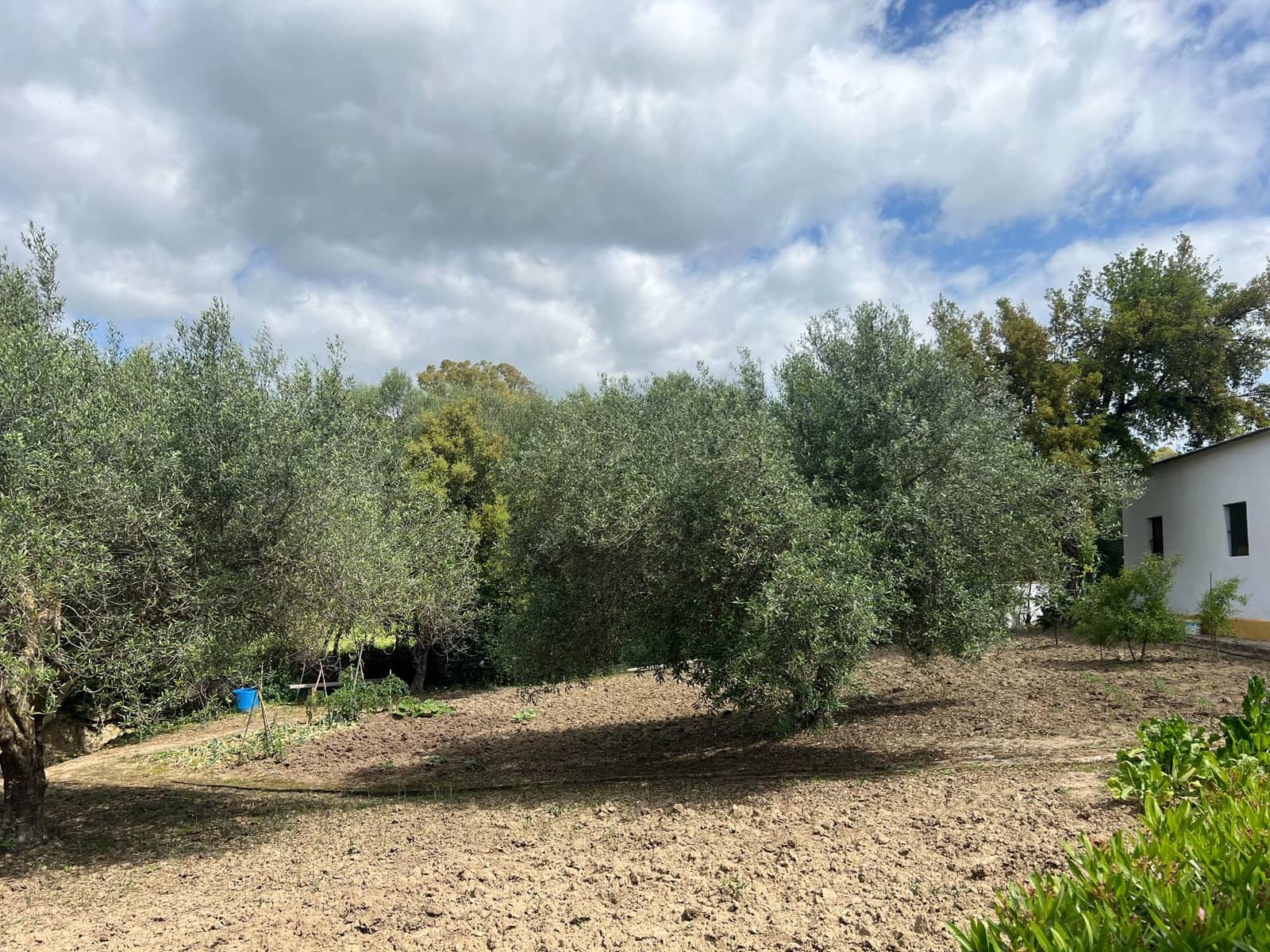 3 makuuhuone Maalaistalo myytävänä paikassa Jimena de la Frontera - 480 000 € (Ref: 8460585)