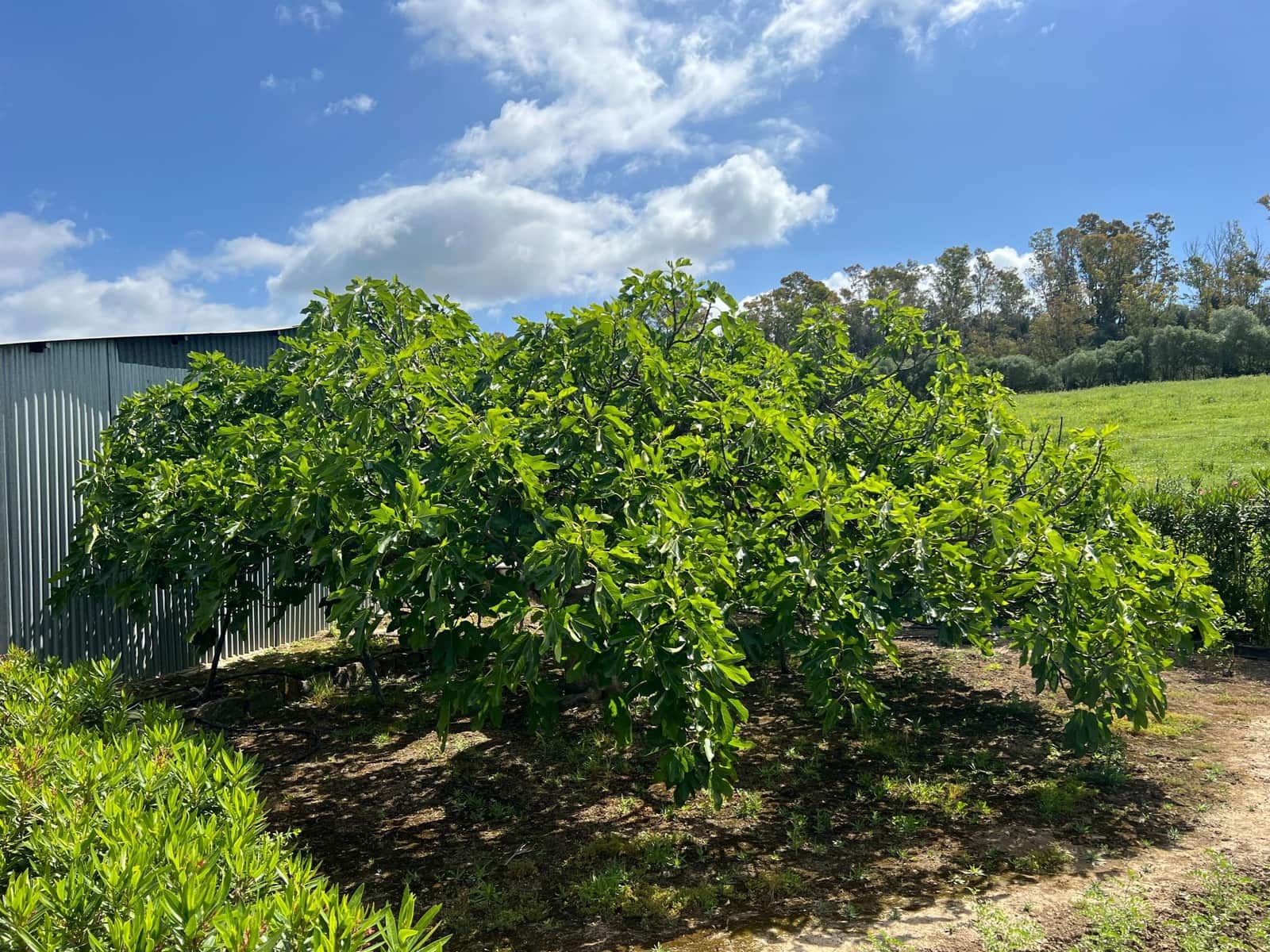 3 makuuhuone Maalaistalo myytävänä paikassa Jimena de la Frontera - 480 000 € (Ref: 8460585)