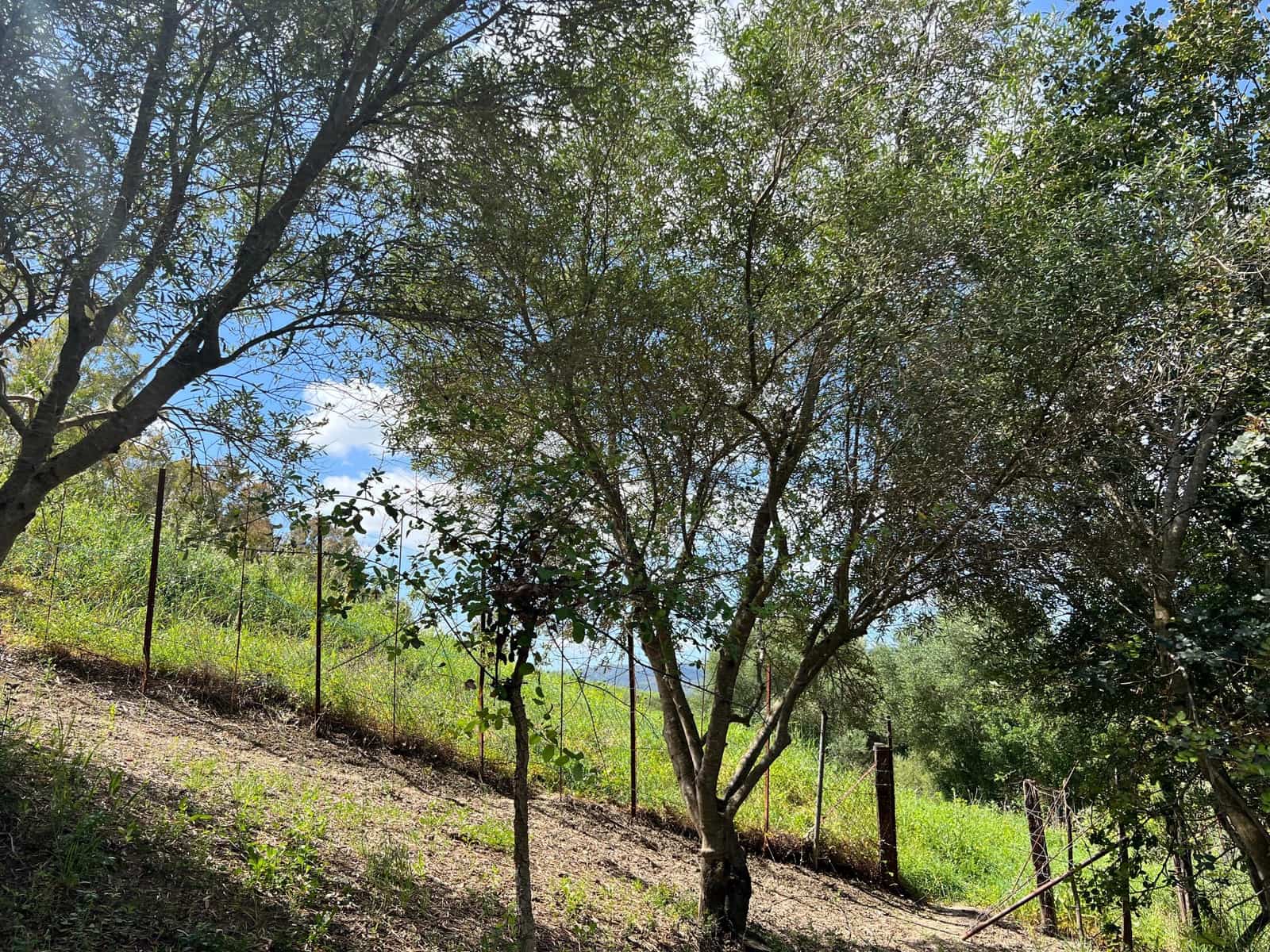 3 makuuhuone Maalaistalo myytävänä paikassa Jimena de la Frontera - 480 000 € (Ref: 8460585)