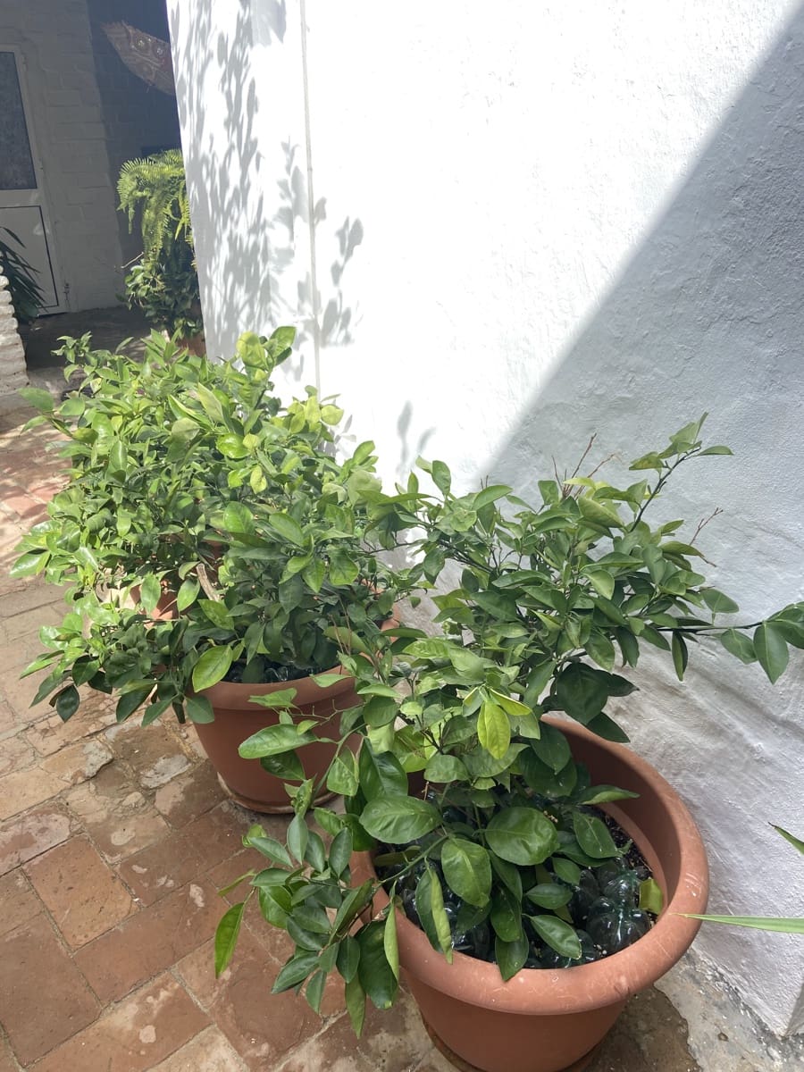 5 camera da letto Finca/Casa di Campagna in vendita in Arcos de la Frontera - 398.000 € (Rif: 8845751)