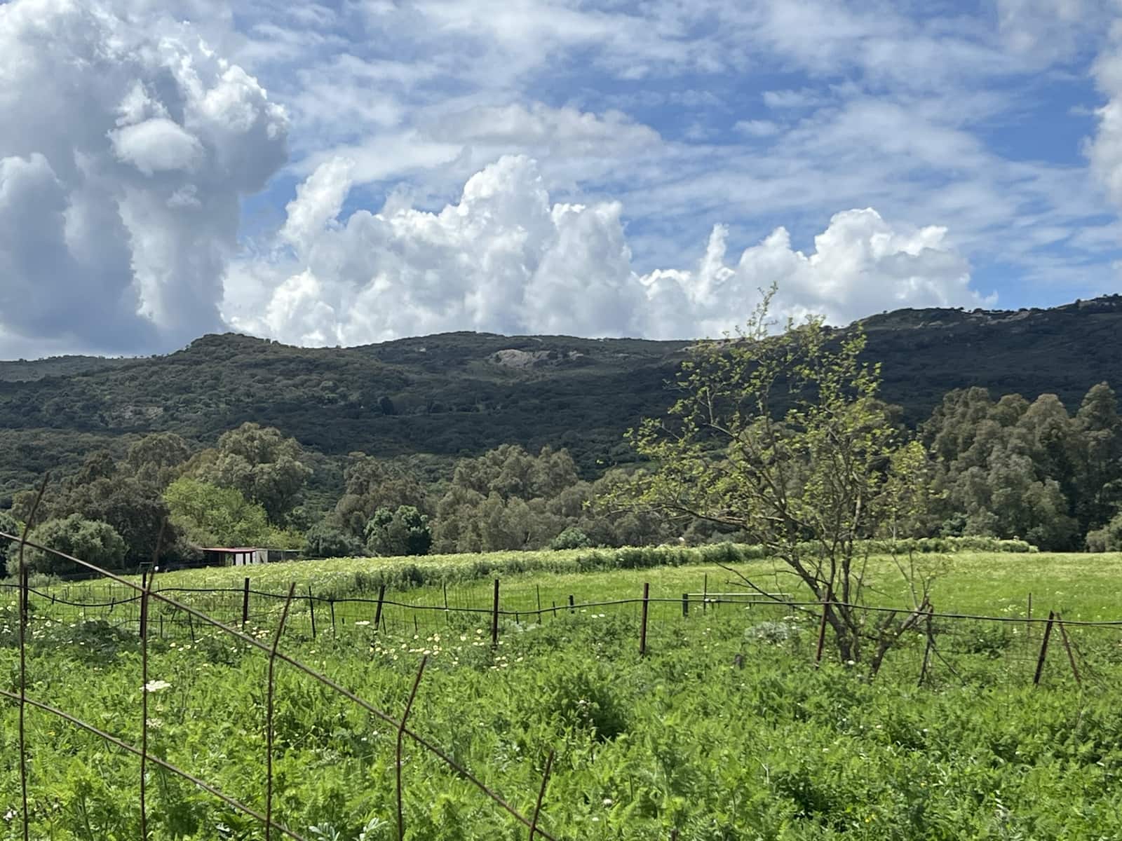 Byggegrund til salg i Jimena de la Frontera - € 300.000 (Ref: 8939148)