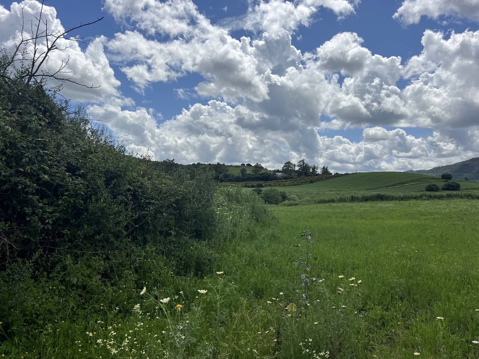 Byggegrund til salg i Jimena de la Frontera - € 300.000 (Ref: 8939148)