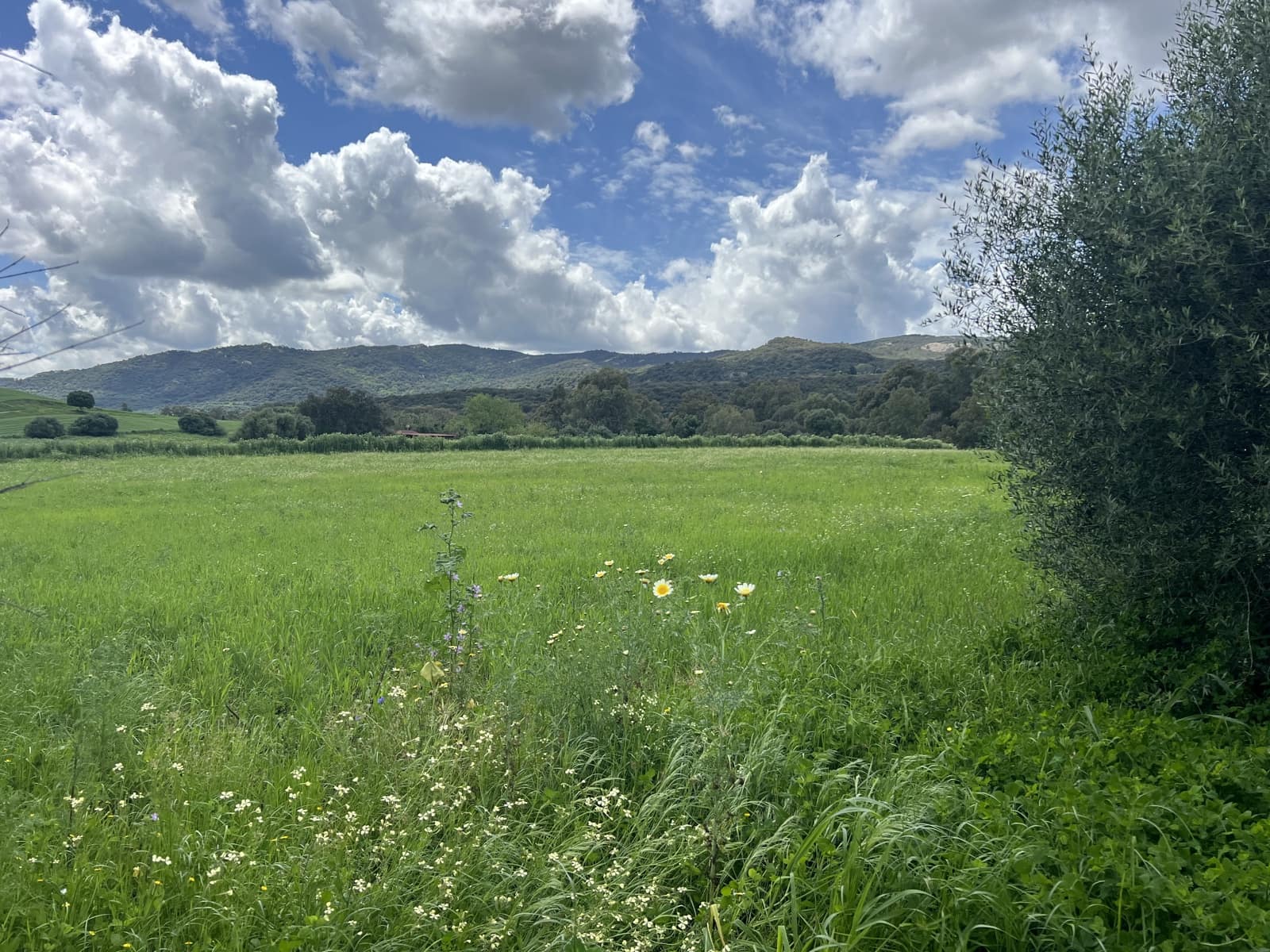 Byggegrund til salg i Jimena de la Frontera - € 300.000 (Ref: 8939148)