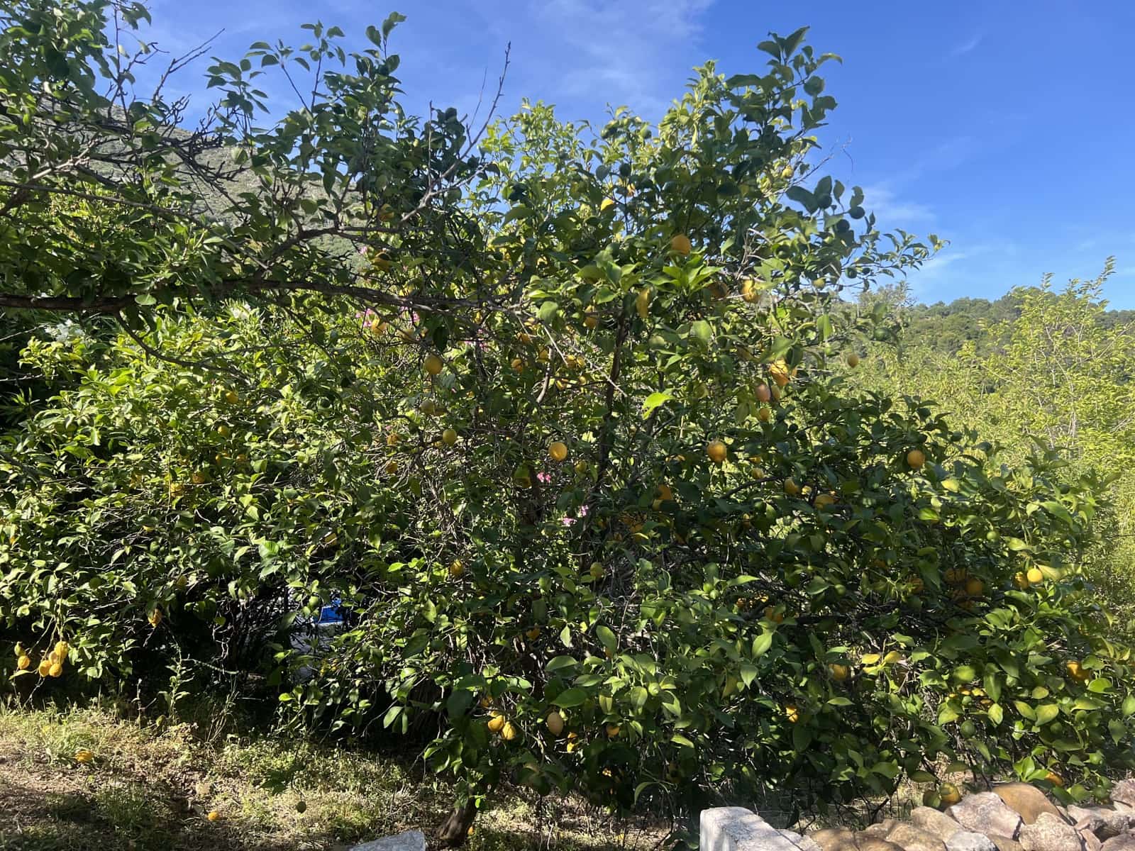 4 soverom Finca/Herregård til salgs i Gaucin - € 1 200 000 (Ref: 8954997)