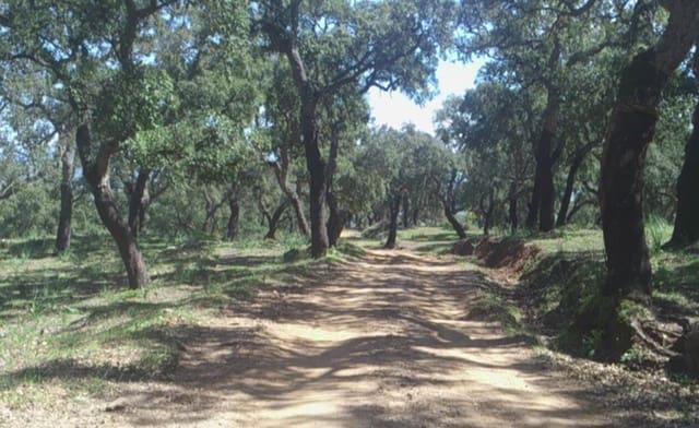 Finca/Landehus til salg i Jimena de la Frontera - € 4.100.000 (Ref: 8973320)