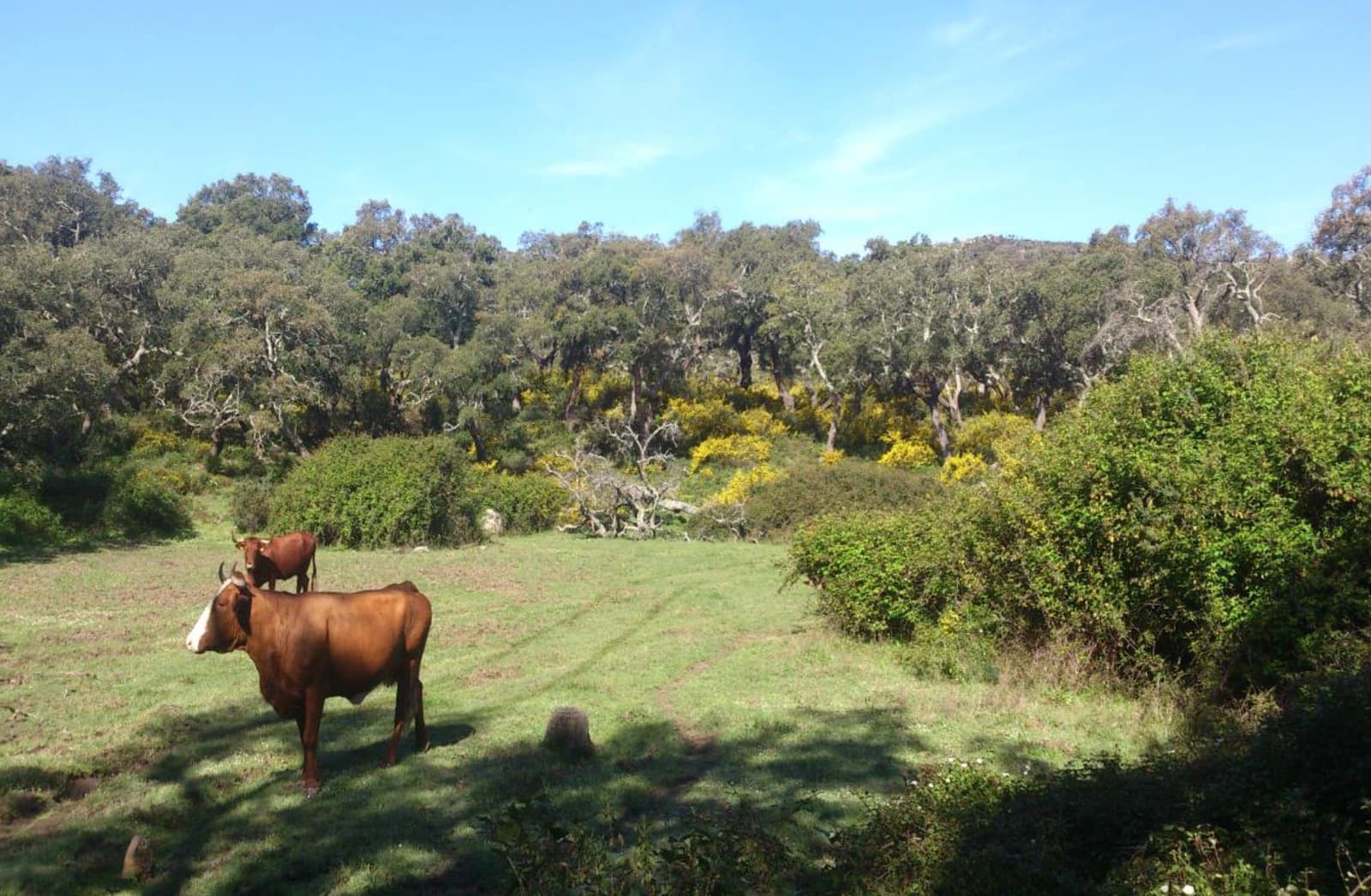 Maalaistalo myytävänä paikassa Jimena de la Frontera - 4 100 000 € (Ref: 8973320)