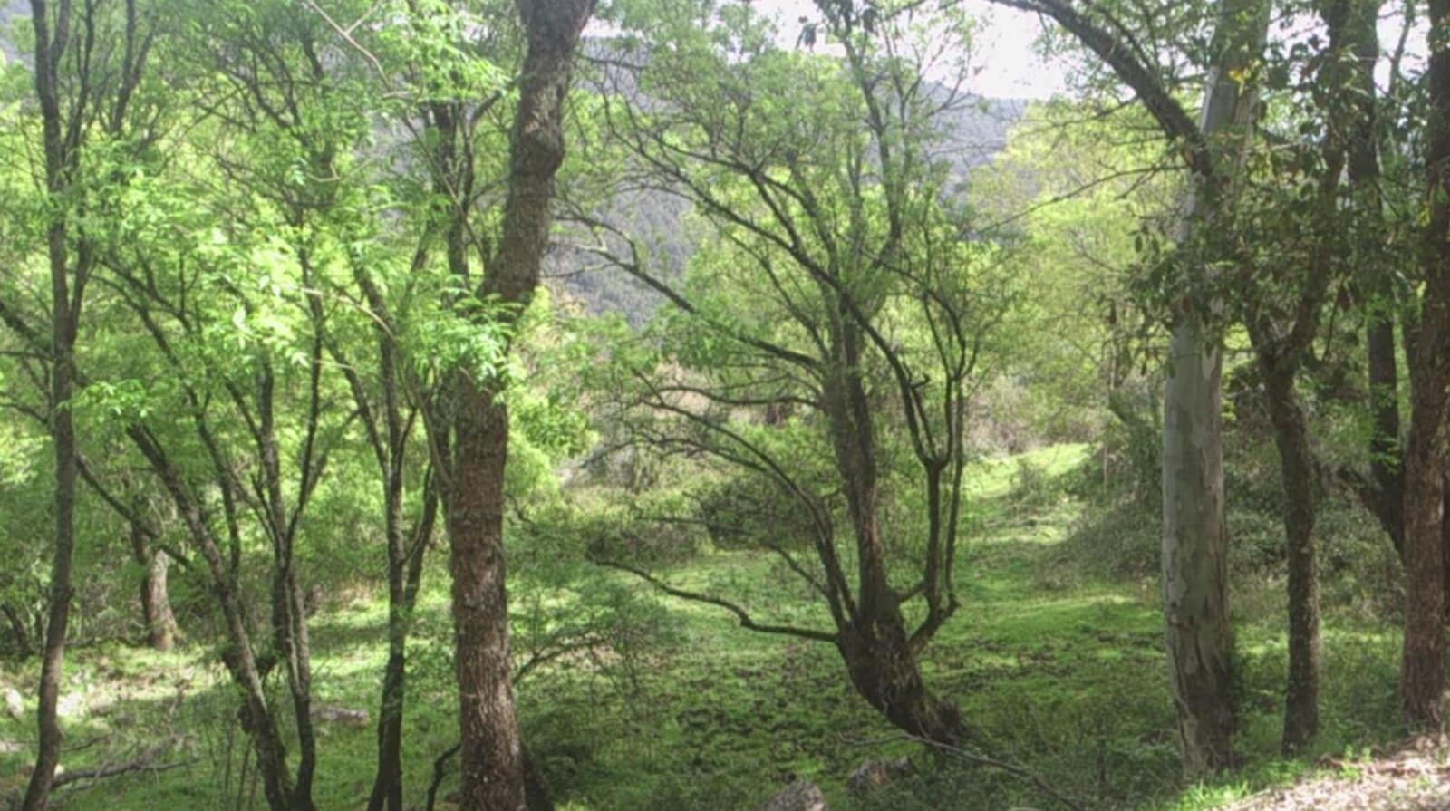 Maalaistalo myytävänä paikassa Jimena de la Frontera - 4 100 000 € (Ref: 8973320)