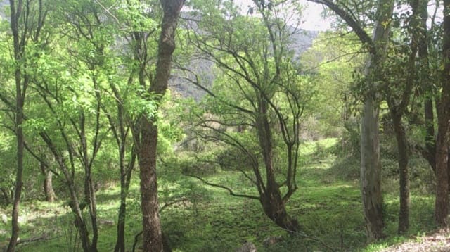 Finca/Landehus til salg i Jimena de la Frontera - € 4.100.000 (Ref: 8973320)