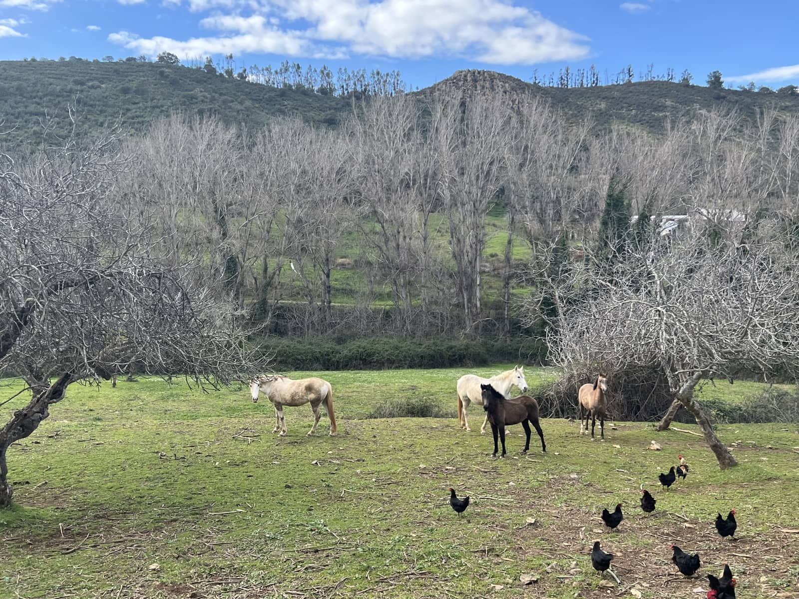 8 soveværelse Finca/Landehus til salg i Huelva by - € 950.000 (Ref: 9074038)