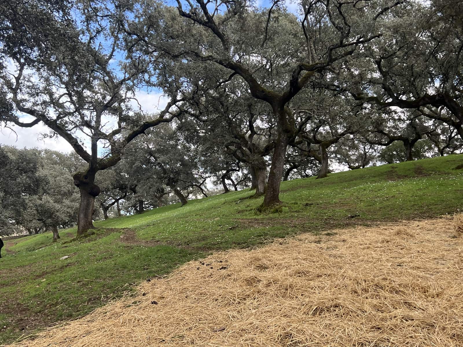 8 soveværelse Finca/Landehus til salg i Huelva by - € 950.000 (Ref: 9074038)