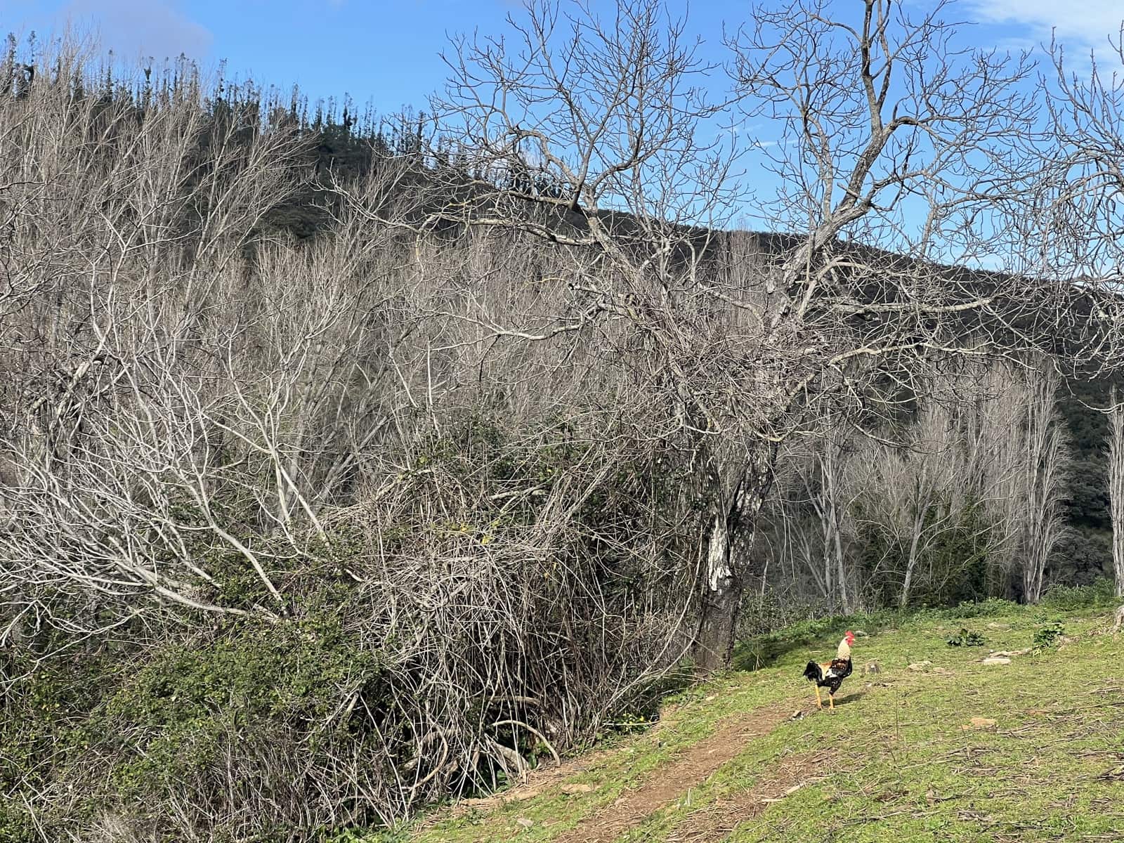 8 soveværelse Finca/Landehus til salg i Huelva by - € 950.000 (Ref: 9074038)