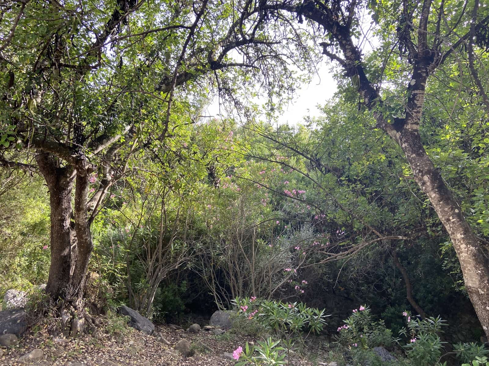 4 soverom Finca/Herregård til salgs i Jimena de la Frontera - € 800 000 (Ref: 9240944)