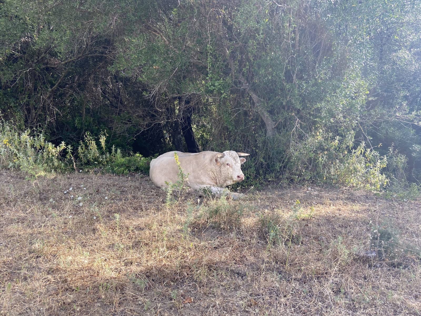 4 soverom Finca/Herregård til salgs i Jimena de la Frontera - € 800 000 (Ref: 9240944)